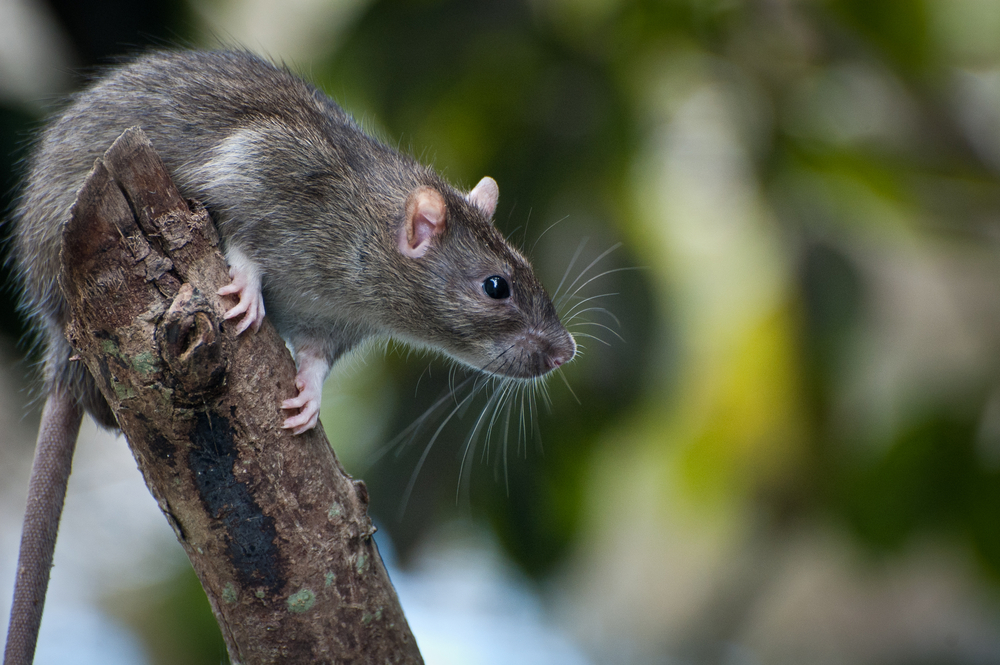 FaunaSpot: geen foto meer nodig bij afschot rat