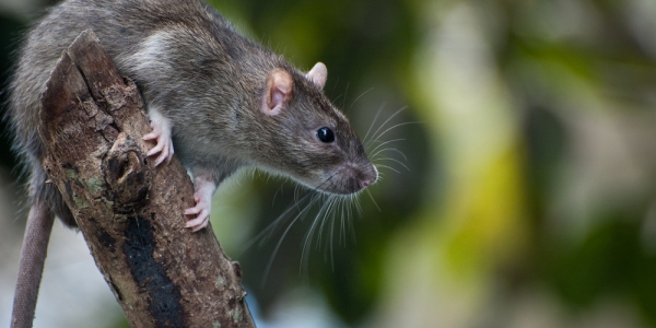 FaunaSpot: geen foto meer nodig bij afschot rat