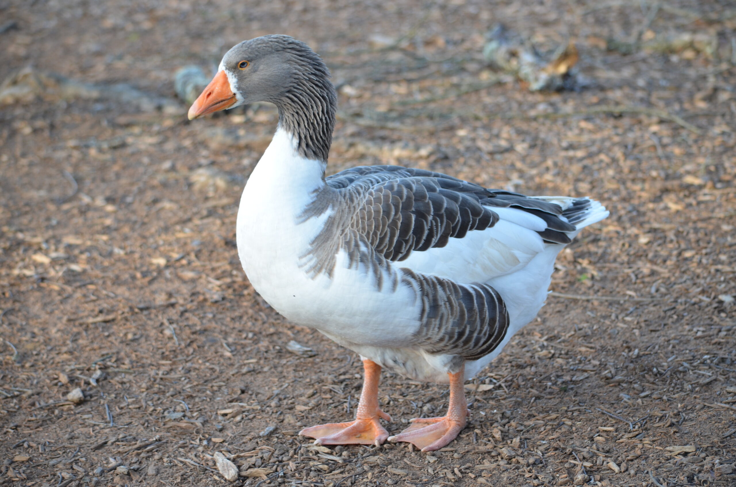 Verwilderde boerengans